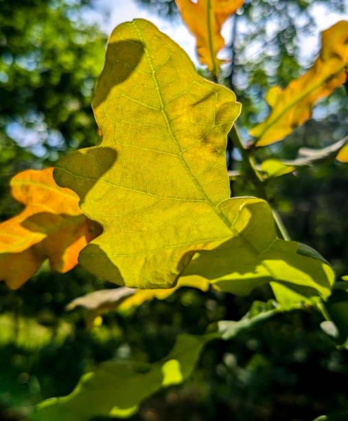 istock Oak leaves under the sun 1500643508