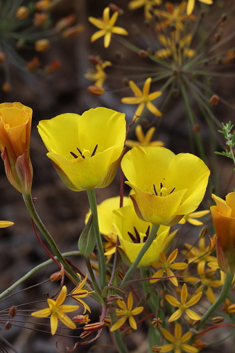 Clubhair Mariposa Lily, Calochortus Clavatus, a native perennial monoclinous herb displaying cyme inflorescences during springtime in the Santa Monica Mountains.