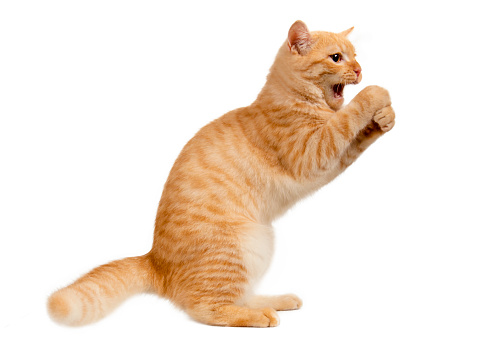 Beautiful cute orange cat isolated on white background. File contains clipping path.