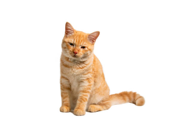 istock Beautiful cute orange cat isolated on white background. File contains clipping path so easy to work. 1500643676