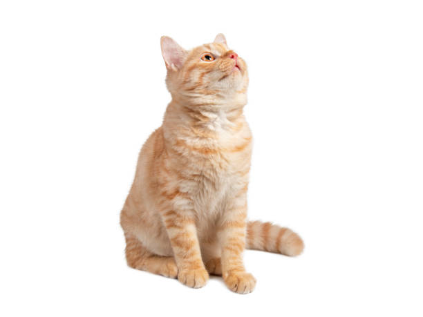 istock Beautiful cute orange cat isolated on white background. File contains clipping path so easy to work. 1500643681