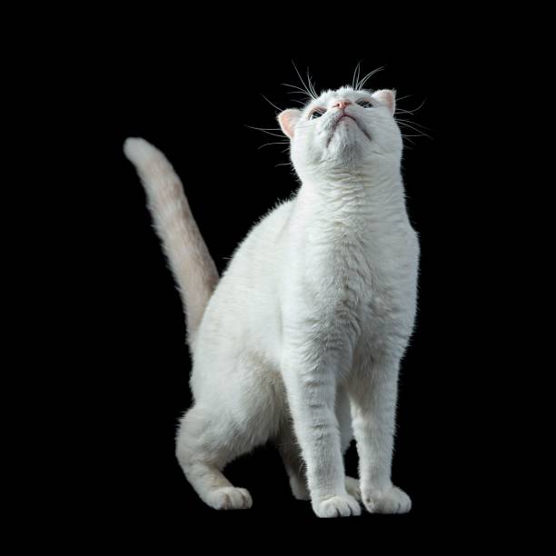 istock Curious white cat isolated on a black background. 1500644120