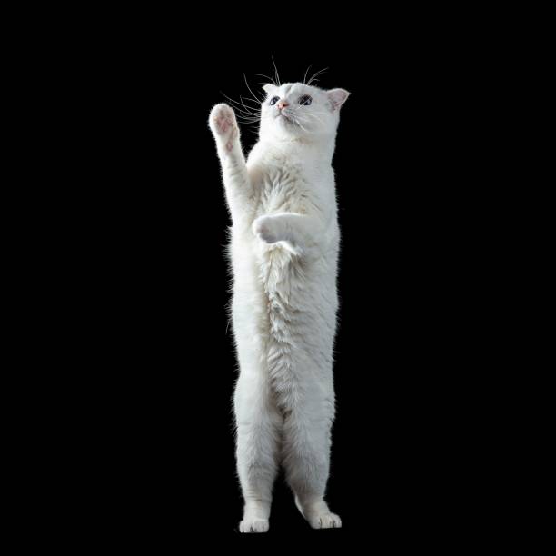 istock Cute white cat stands upright on its hind legs isolated on a black background. 1500644136