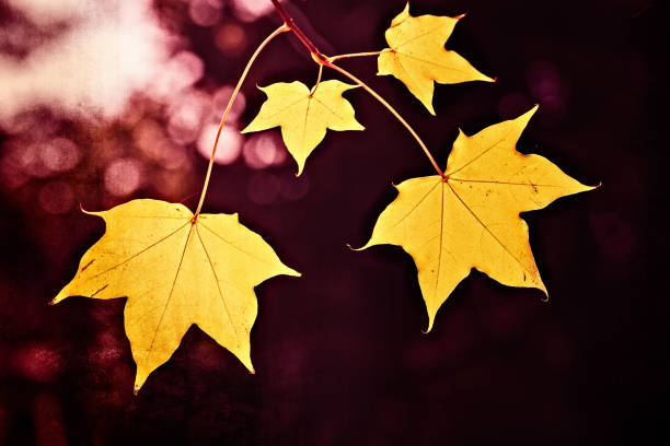 istock Yellow Maple Autumn Leaves At  Arboretum 1500646965