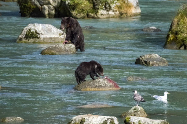 istock A baby grizzly fishing 1500647251