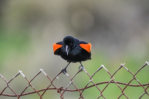 A red-winged blackbird perched atop a wire fence, looking alert and ready to take flight