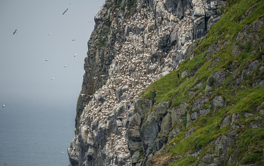 View on the bird cliffs of Runde during summer time. Cliffs with green grass and rocks, a amazing big group of seabirds on the cliffs. Group of Gannets. Runde island, Herøy, Møre og Romsdal.