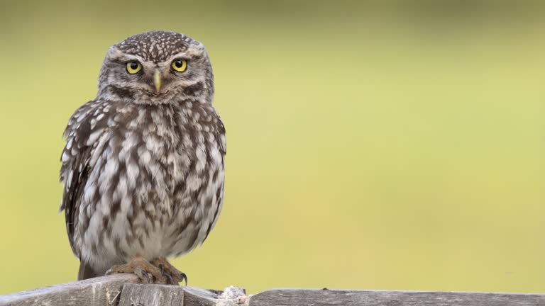 A close-up of a Little Owl ( Athene noctua )