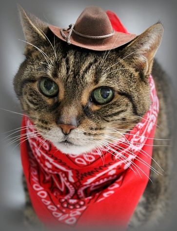 Capture of a domestic shorthair cat in a wild West kind of mood