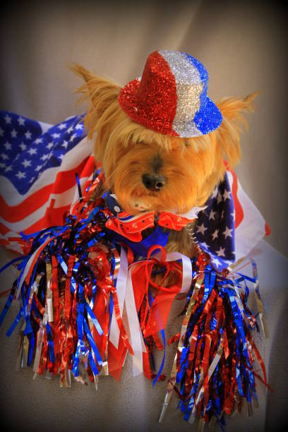 istock Funny yorkie patriot 1500650968
