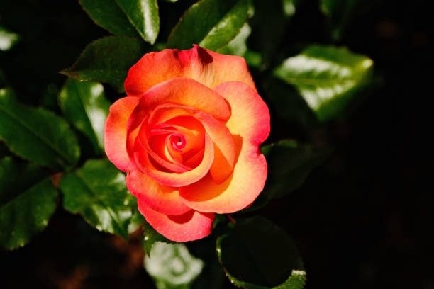 Beautiful red tea rose blossom with green leaves