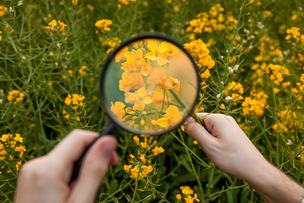 istock A man in a rapeseed field examines yellow rapeseed flowers 1500653658