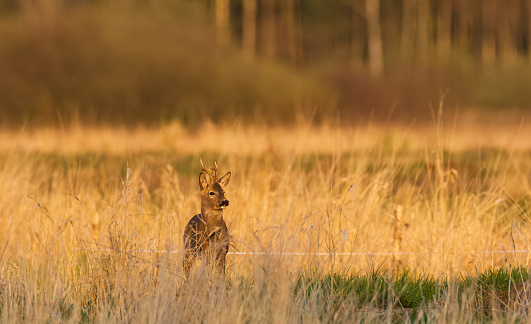 Roe Deer(Capreolus capreolus) male in springtime meadows, Podlaskie Voivodeship, Poland, Europe