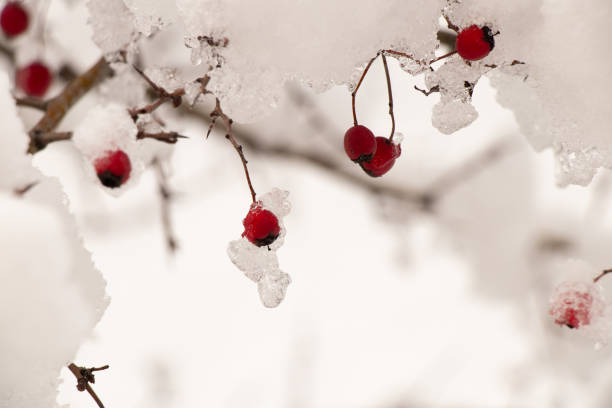 istock dry berries on a tree in the snow in winter 1500654935