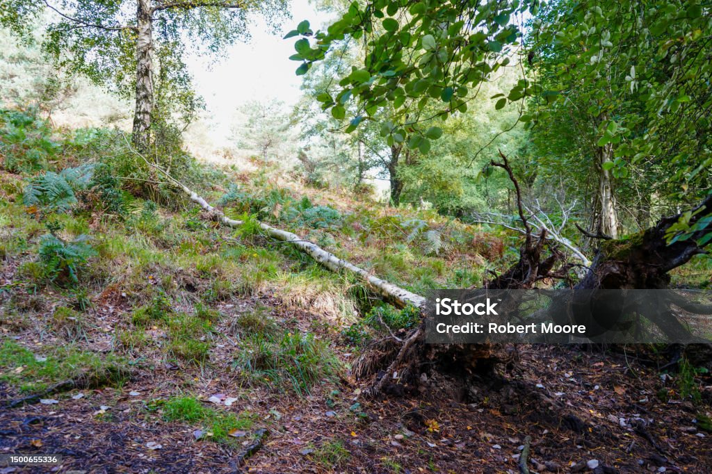 Fallen Tree With Roots Exposed Tree Roots On A Fallen Tree In Woodland Stock Photo - Download ...