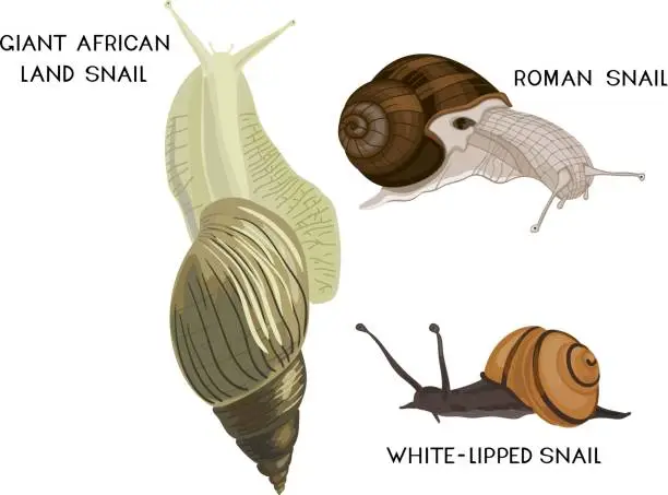 Vector illustration of Set of snails.Giant African land snail (Lissachatina fulica), Roman snail (Helix pomatia) and white-lipped snail (Cepaea hortensis) isolated on white background