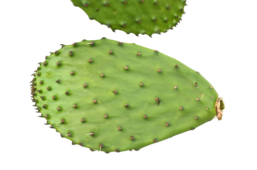 A raw nopal cactus leaf
