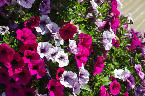 A close-up shot of a large bed of pink and white petunias