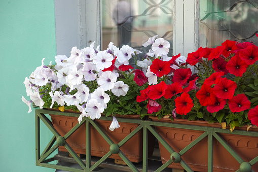 Two planter boxes with white and red petunias hanging under a window outdoors