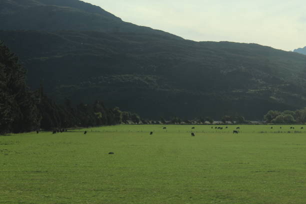 istock farming New Zealand 1500658389