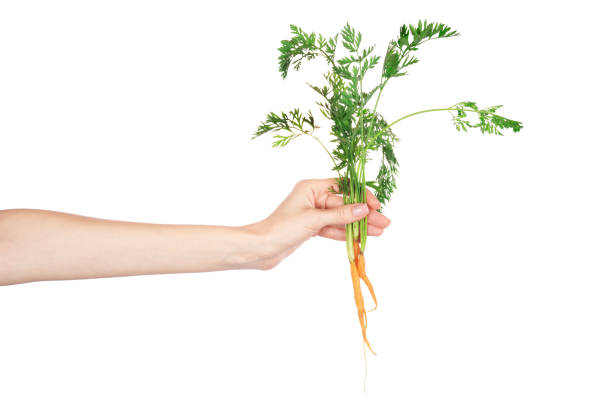 istock Carrot vegetable with leaves in hand isolated on white background 1500659882
