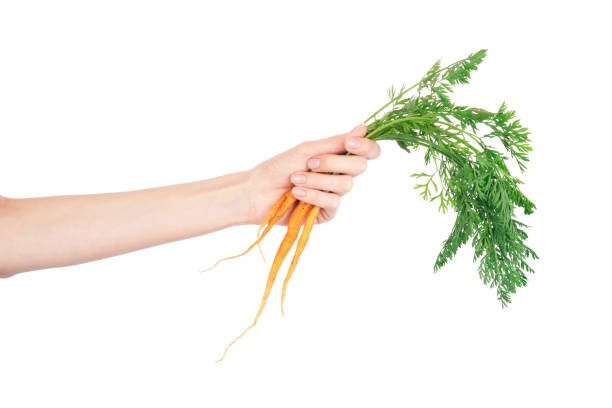 istock Carrot vegetable with leaves in hand isolated on white background 1500660058