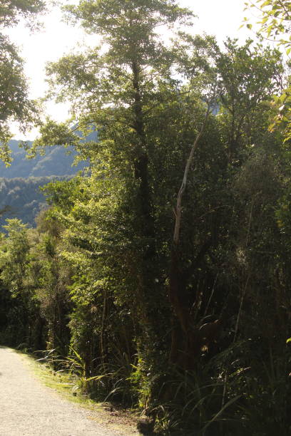 istock Rainforests in New Zealand 1500660066