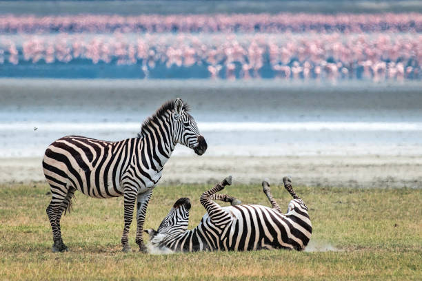 Zebras in Ngorongoro Crater