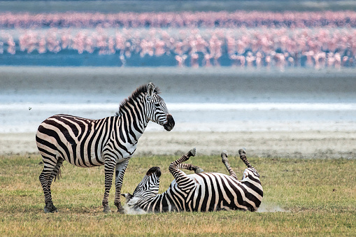 Two zebras in the Ngorongoro Crater with flamingos in the background