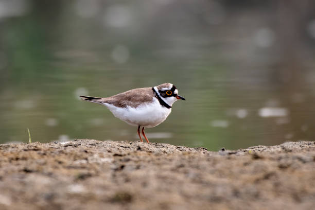 istock Little ringed plover or Charadrius dubius observed in Gajoldaba in West Bengal 1500662135