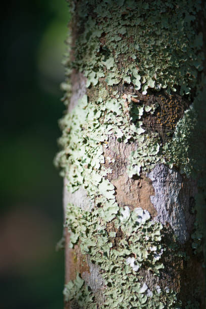 istock Closed up lichen on bark plant 1500663106