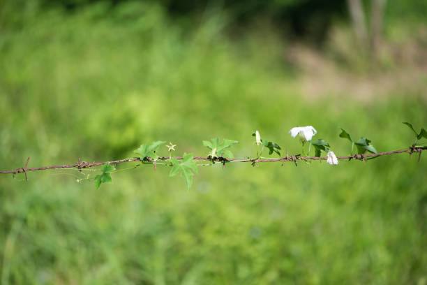 Barbed Wire Rust on green background