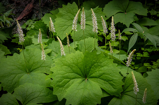 Achlys triphylla, some of the common names for this wildflower are Deerfoot, Sweet-after-death, Vanilla leaf, Achlys, and, Deervetch. This herb occurs from British Columbia to California and grows on both sides of the Cascades crest. This also grows at the coast in Washington, These were discovered at Marys Peak, the tallest mountain in Oregon’s Coastal Range.