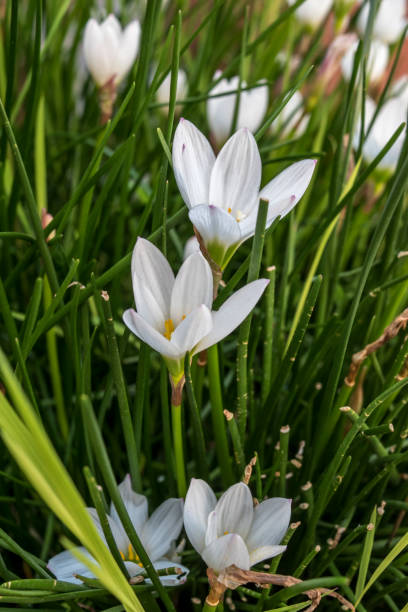 istock closeup of river lily flower 1500664913