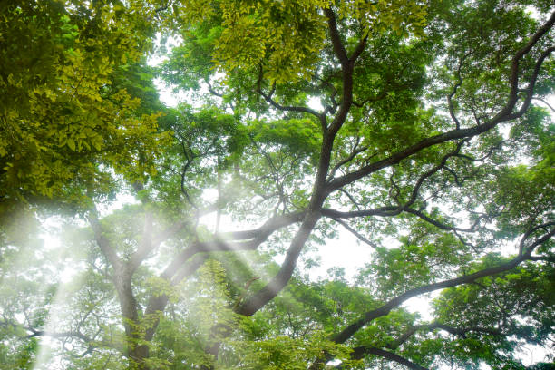 Low angle view of shiny tropical tree in Asia
