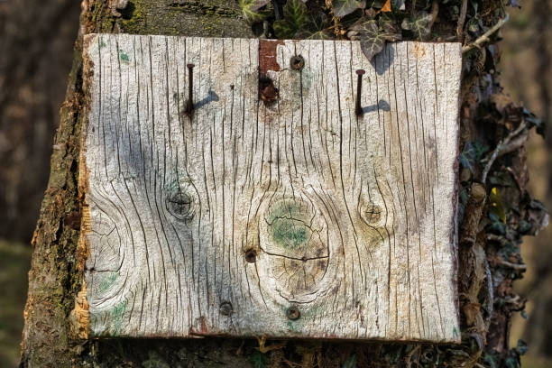 istock Wooden sign attached to a tree 1500666421