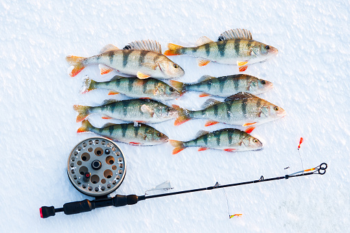 Ice fishing, perch on the snow. winter fishing, perch fish on the snow in winter on the sea, lake, river. Winter activity in Scandinavia. Hobby concept