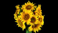 istock Yellow Sunflowers Bouquet Blooming in Time Lapse on a Black Background. Flower Concept 1500667342