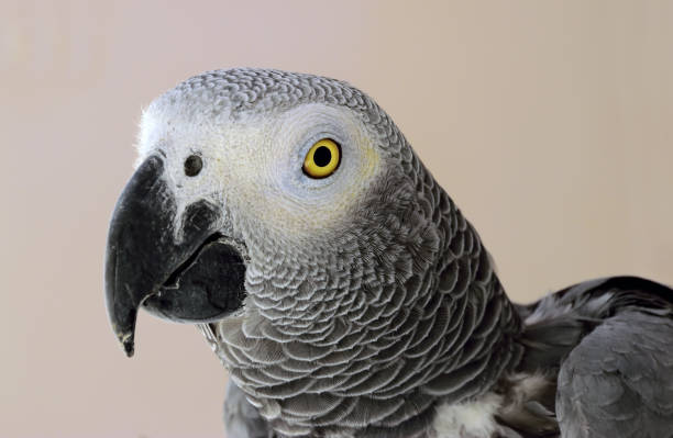 istock Closeup of African Grey Parrot (Psittacus erithacus) isolated against a plain background. 1500668381