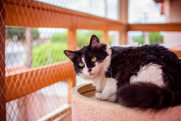 istock Long-haired black and white cat lying down on the sheltered balcony. 1500672334