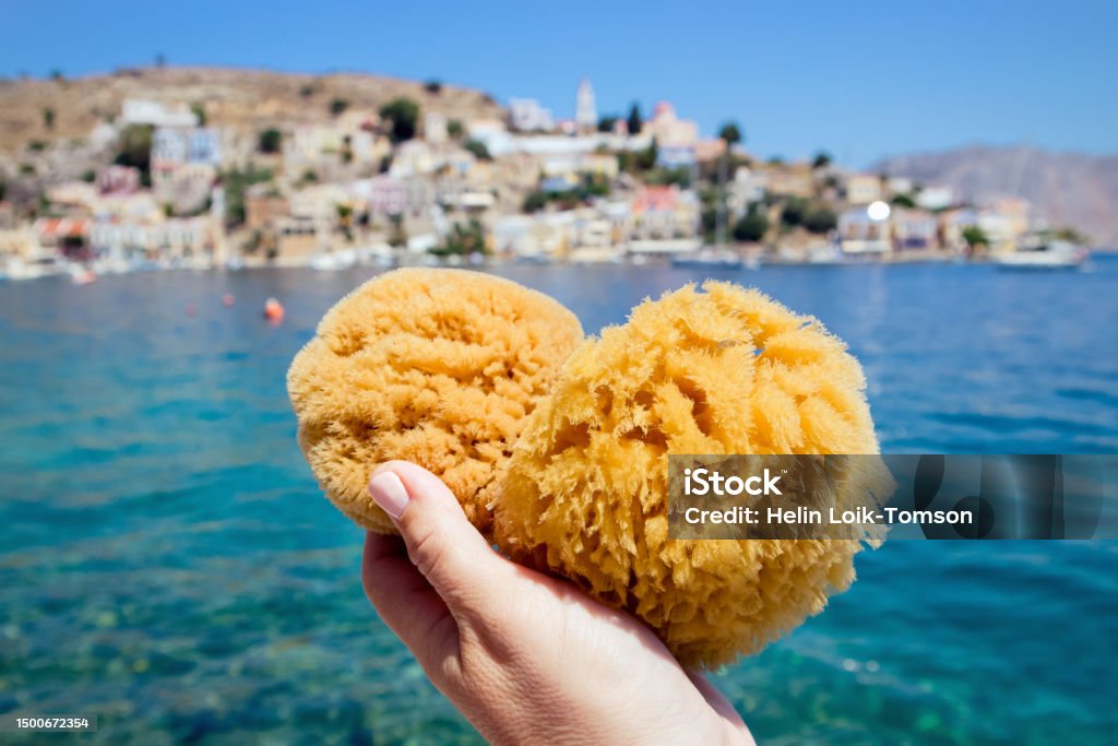 Tourist person holding local Greek Symi island sea sponge, with Symi town on background on sunny summer day. Symi is popular for its sea sponge industry. Sponge - Aquatic Animal Stock Photo