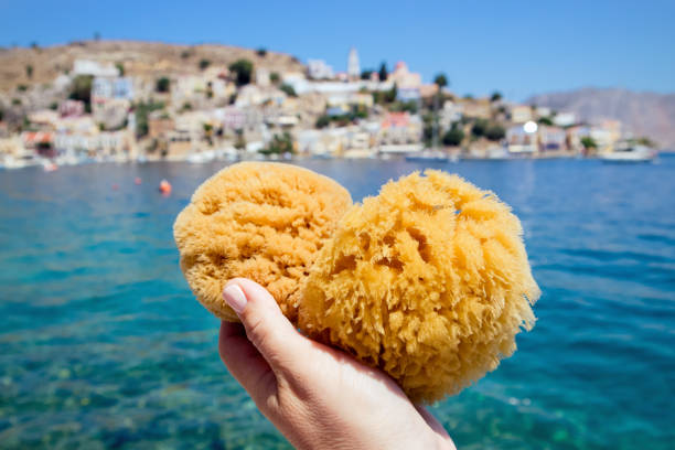 Tourist person holding local Greek Symi island sea sponge, with Symi town on background on sunny summer day. Symi is popular for its sea sponge industry. stock photo