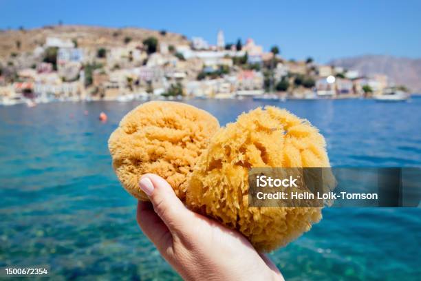 Tourist Person Holding Local Greek Symi Island Sea Sponge With Symi Town On Background On Sunny Summer Day Symi Is Popular For Its Sea Sponge Industry Stock Photo - Download Image Now