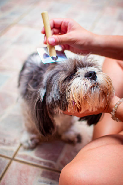 istock Female hands combing a long-haired gray and white shih tzu dog. 1500672400