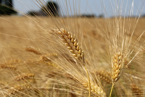 a barley field with a few ears of wheat with long hairs closeup in a field in springtime
