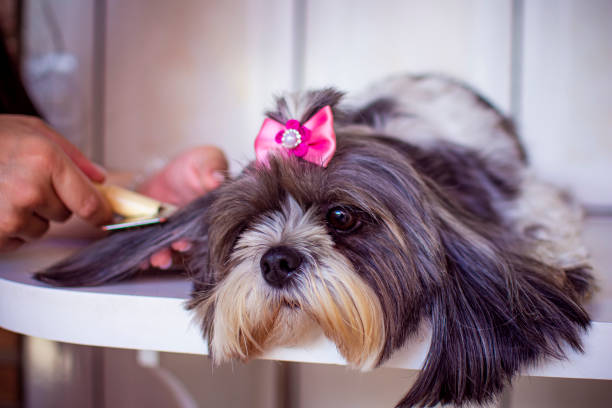 istock Female hands combing a long-haired gray and white shih tzu dog. 1500672527