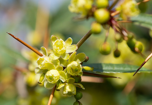Close up of green barberry flowers in bloom