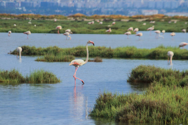 istock Pink Harmony: Flamingos in the Pond 1500674298