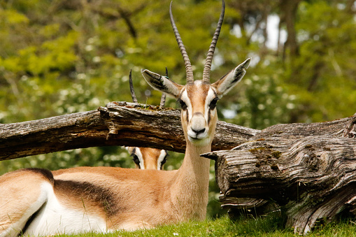 Two gazelles relax by a log at Woodland Park Zoo