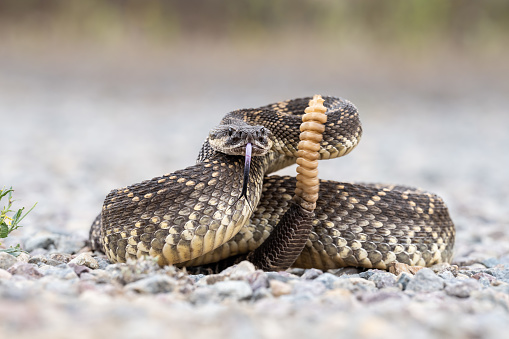 Rattle Snake Coiled and ready to strike.  The snake is on a gravel path in a Nature Preserve in Southern California.